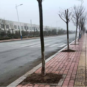 行道樹傾伏，南村鎮(zhèn)排除安全隱患