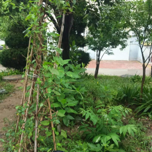 平度市東閣街道執(zhí)法中隊(duì)以“信”促“治”，攻堅(jiān)占綠毀綠行為 ...