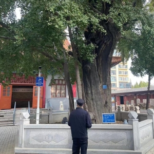 平度市東閣街道執(zhí)法中隊(duì)全力保護(hù)古樹名木，美化城市生態(tài)