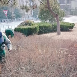 清理綠化帶枯枝落葉，營造干凈整潔轄區(qū)環(huán)境