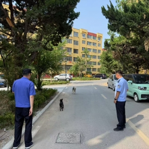 平度市東閣街道執(zhí)法中隊(duì)查處不文明養(yǎng)犬，共繪和諧家園