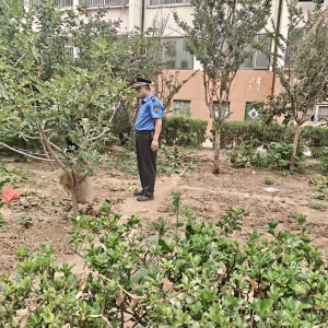 平度市東閣街道執(zhí)法中隊(duì)“信用+”整治占綠毀綠，守護(hù)公共綠地 ...
